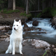 Illustration for article titled 39 *Scratchy Scratchy* Photos of Dogs